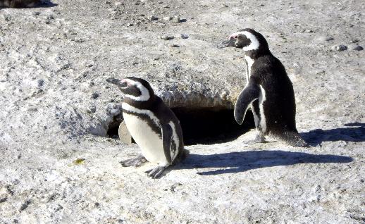 Imagen Pinginos cerca del nido, click para jugar